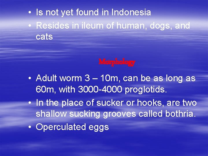  • Is not yet found in Indonesia • Resides in ileum of human,