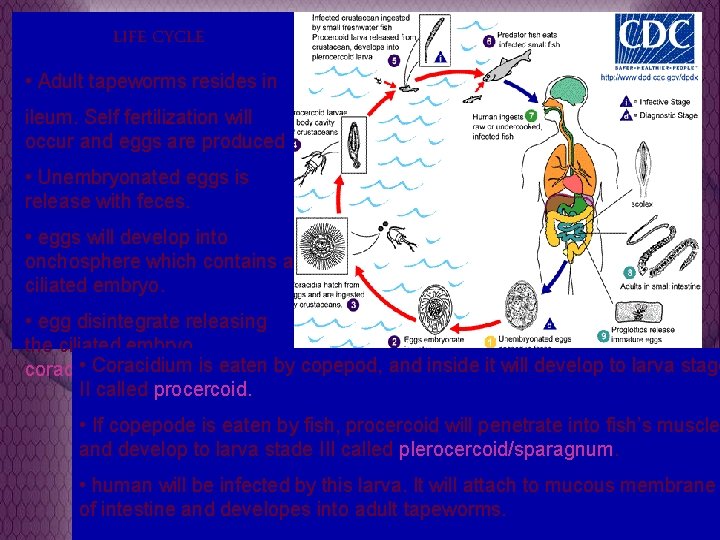 LIFE CYCLE • Adult tapeworms resides in ileum. Self fertilization will occur and eggs