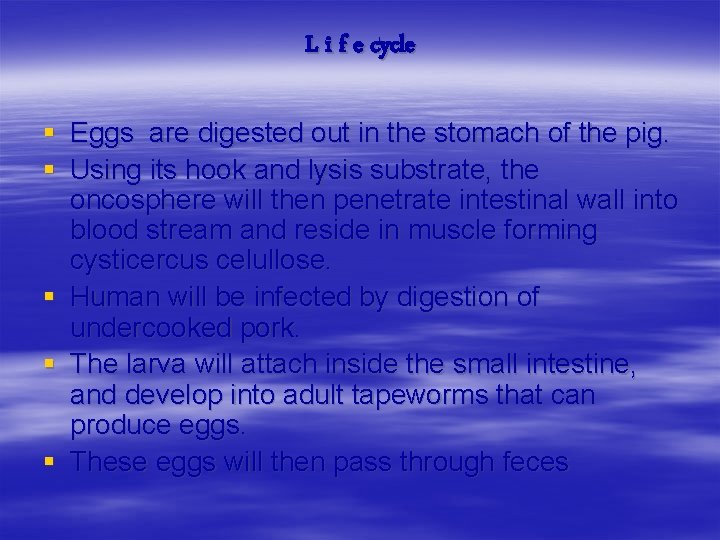L i f e cycle § Eggs are digested out in the stomach of