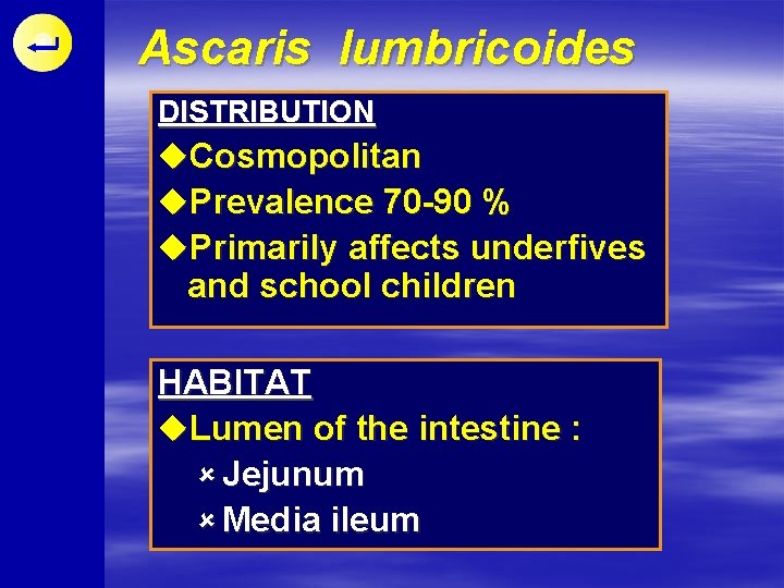 Ascaris lumbricoides DISTRIBUTION u. Cosmopolitan u. Prevalence 70 -90 % u. Primarily affects underfives