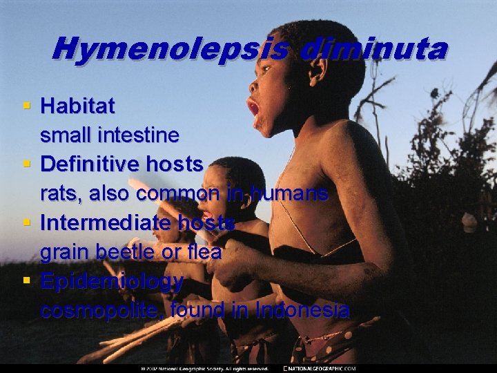 Hymenolepsis diminuta § Habitat small intestine § Definitive hosts rats, also common in humans