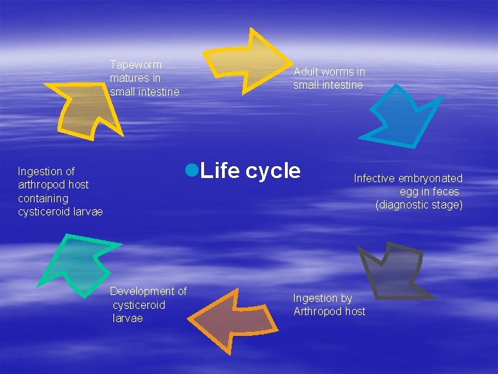 Tapeworm matures in small intestine Ingestion of arthropod host containing cysticeroid larvae Adult worms