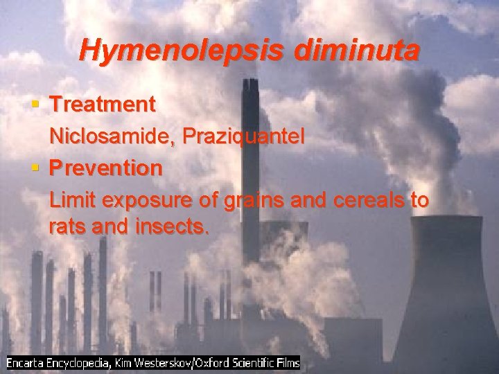 Hymenolepsis diminuta § Treatment Niclosamide, Praziquantel § Prevention Limit exposure of grains and cereals