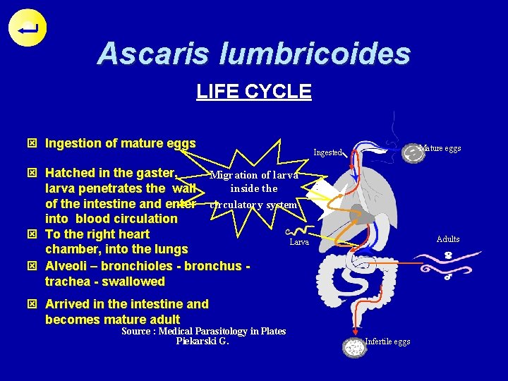 Ascaris lumbricoides LIFE CYCLE ý Ingestion of mature eggs Mature eggs Ingested ý Hatched