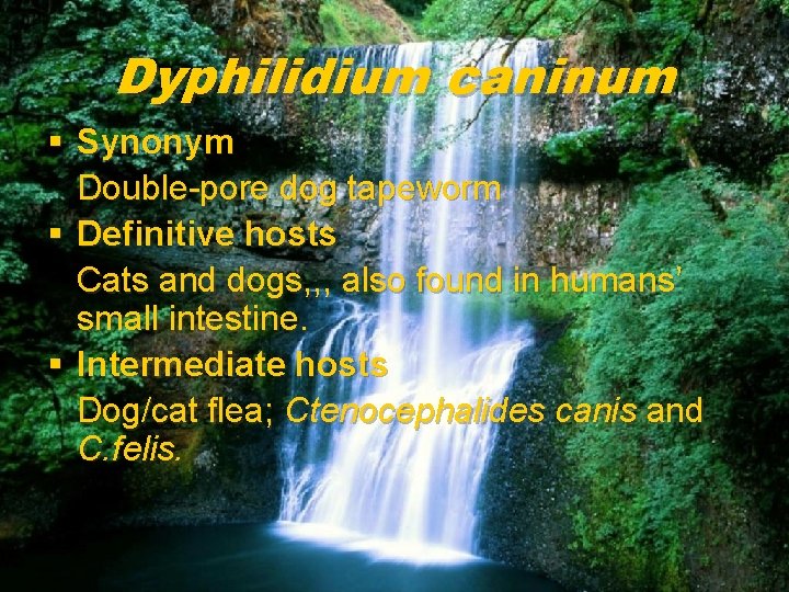 Dyphilidium caninum § Synonym Double-pore dog tapeworm § Definitive hosts Cats and dogs, ,