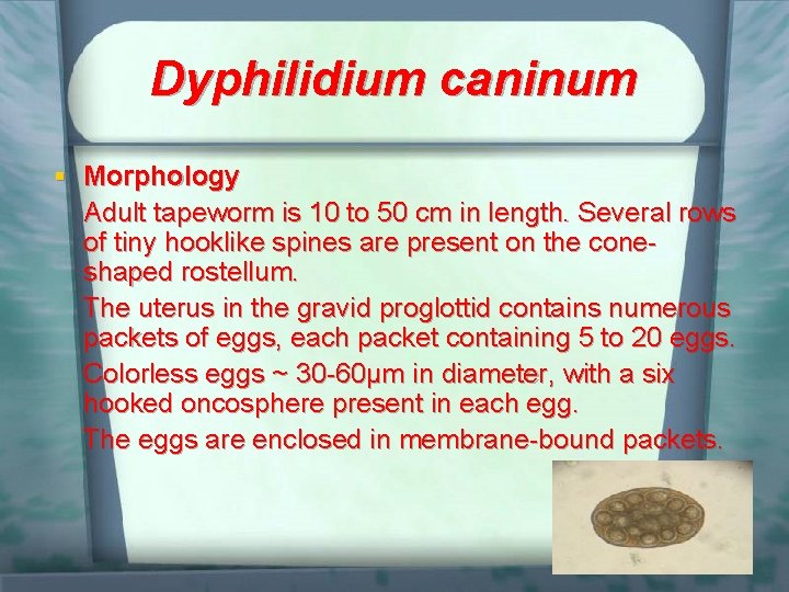 Dyphilidium caninum § Morphology Adult tapeworm is 10 to 50 cm in length. Several