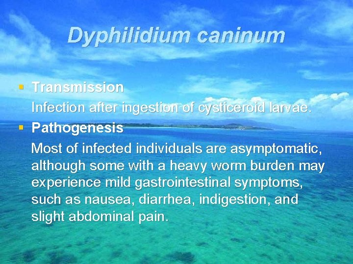 Dyphilidium caninum § Transmission Infection after ingestion of cysticeroid larvae. § Pathogenesis Most of