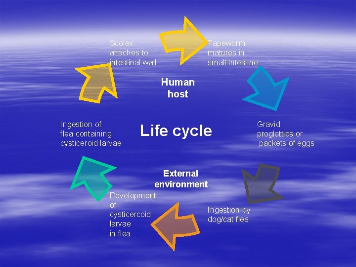 Scolex attaches to intestinal wall Tapeworm matures in small intestine Human host Ingestion of