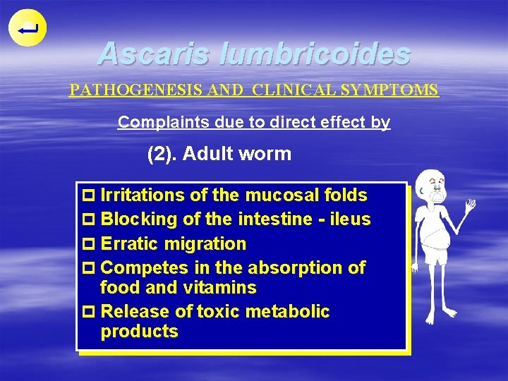 Ascaris lumbricoides PATHOGENESIS AND CLINICAL SYMPTOMS Complaints due to direct effect by (2). Adult