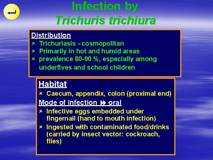 Infection by Trichuris trichiura Distribution û û û Trichuriasis - cosmopolitan Primarily in hot