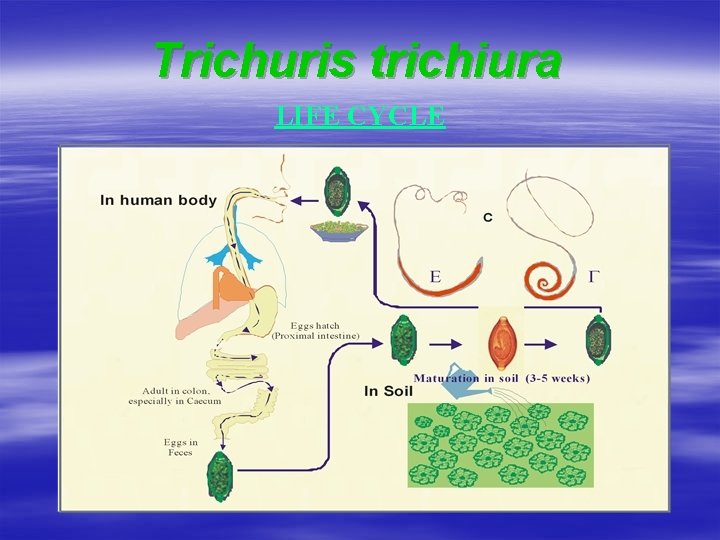 Trichuris trichiura LIFE CYCLE 
