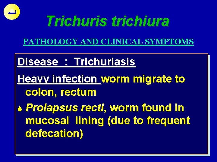 Trichuris trichiura PATHOLOGY AND CLINICAL SYMPTOMS Disease : Trichuriasis Heavy infection worm migrate to