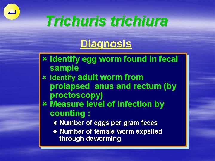 Trichuris trichiura Diagnosis û Identify egg worm found in fecal sample û Identify adult