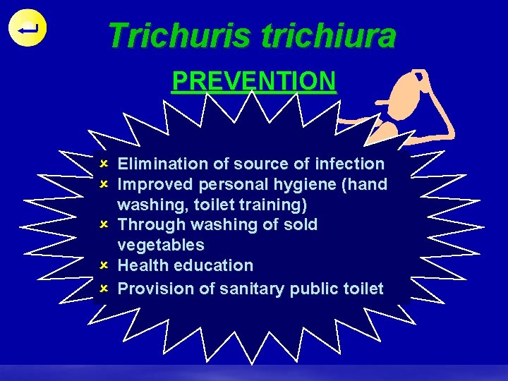Trichuris trichiura PREVENTION Treatment û available Elimination Drugs : of source of infection û