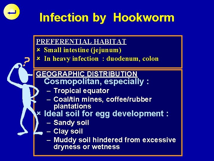 Infection by Hookworm PREFERENTIAL HABITAT û Small intestine (jejunum) û In heavy infection :
