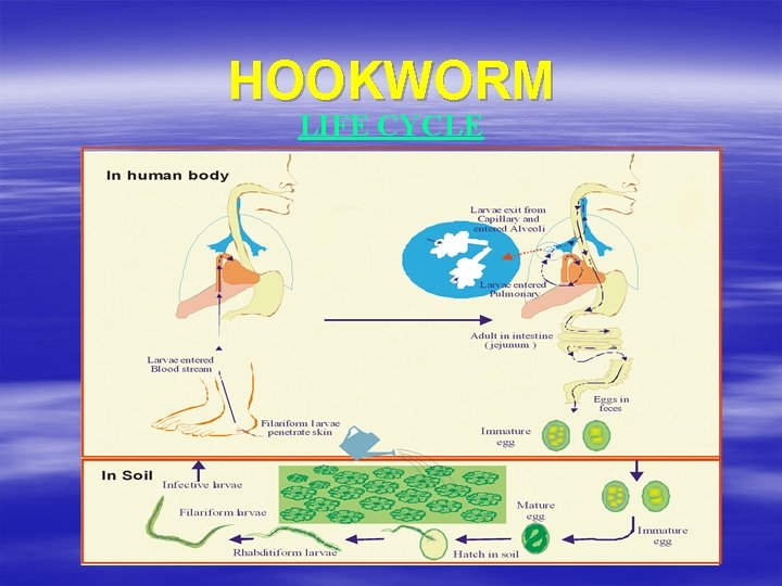 HOOKWORM LIFE CYCLE 
