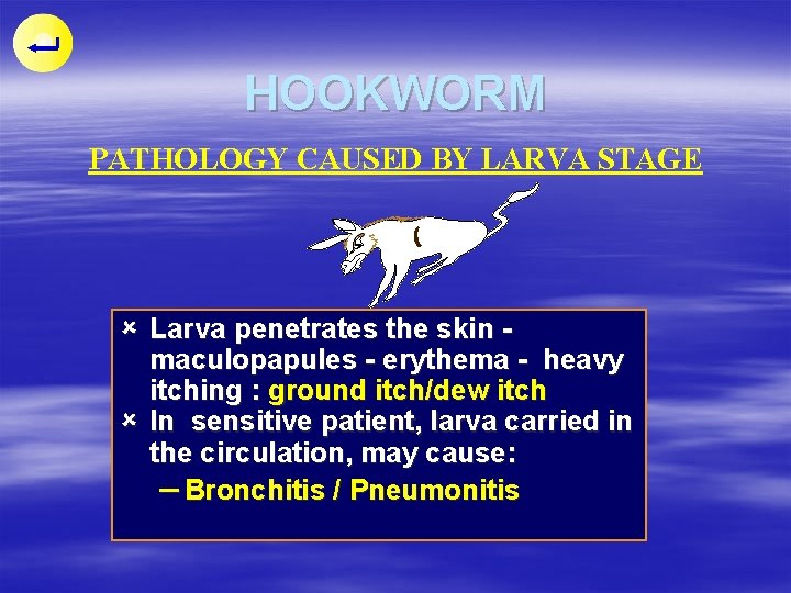 HOOKWORM PATHOLOGY CAUSED BY LARVA STAGE û Larva penetrates the skin maculopapules - erythema