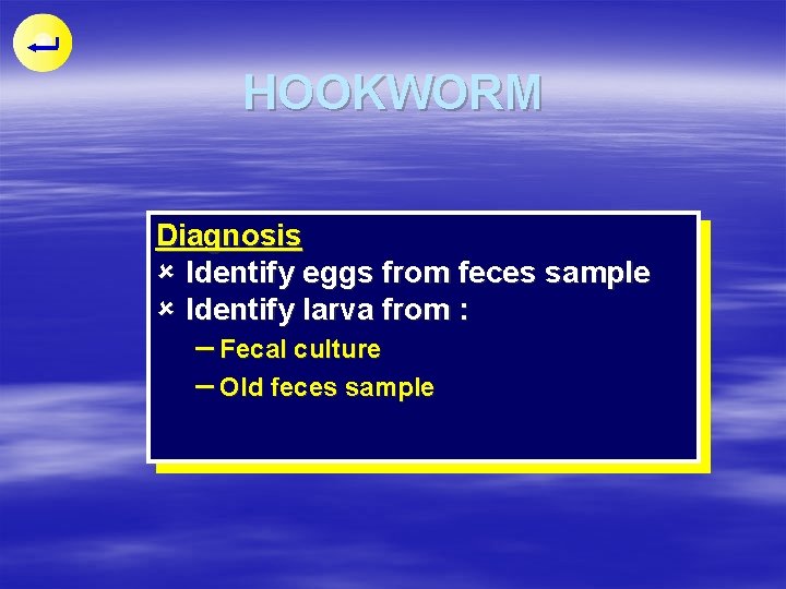 HOOKWORM Diagnosis û Identify eggs from feces sample û Identify larva from : –