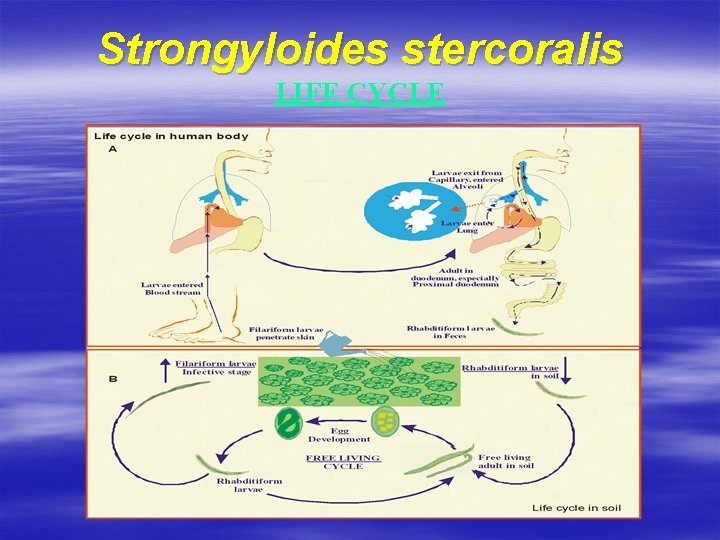 Strongyloides stercoralis LIFE CYCLE 