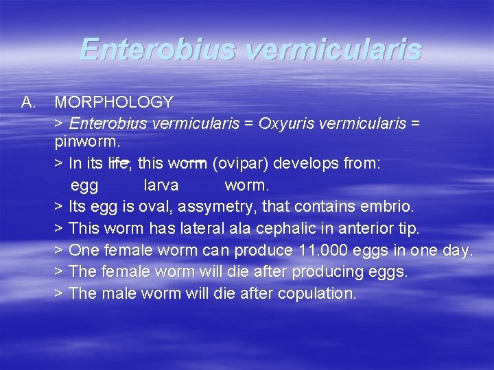 Enterobius vermicularis A. MORPHOLOGY > Enterobius vermicularis = Oxyuris vermicularis = pinworm. > In