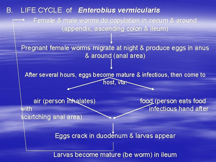 B. LIFE CYCLE of Enterobius vermicularis Female & male worms do copulation in cecum