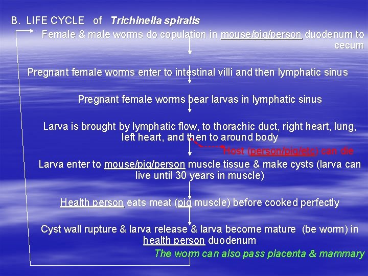 B. LIFE CYCLE of Trichinella spiralis Female & male worms do copulation in mouse/pig/person