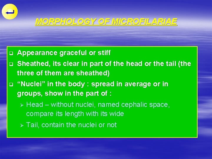 MORPHOLOGY OF MICROFILARIAE q Appearance graceful or stiff q Sheathed, its clear in part