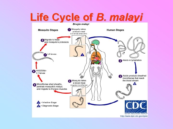 Life Cycle of B. malayi 