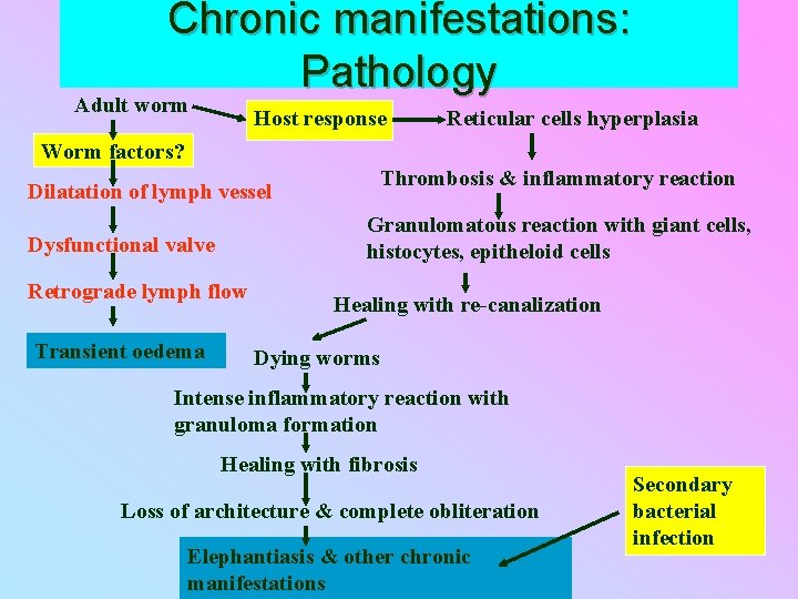 Chronic manifestations: Pathology Adult worm Host response Reticular cells hyperplasia Worm factors? Thrombosis &