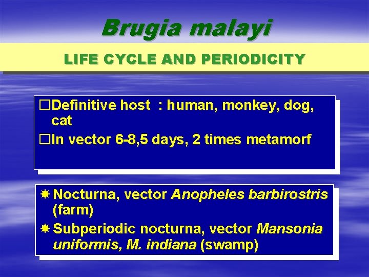 Brugia malayi LIFE CYCLE AND PERIODICITY �Definitive host : human, monkey, dog, cat �In