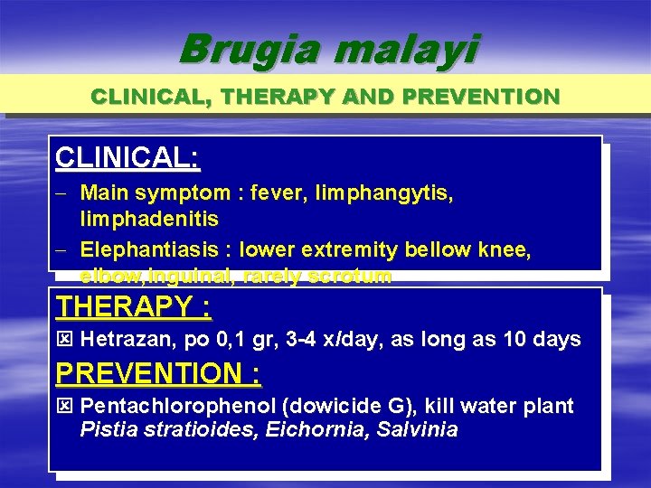 Brugia malayi CLINICAL, THERAPY AND PREVENTION CLINICAL: - Main symptom : fever, limphangytis, limphadenitis