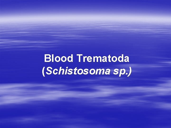 Blood Trematoda (Schistosoma sp. ) 
