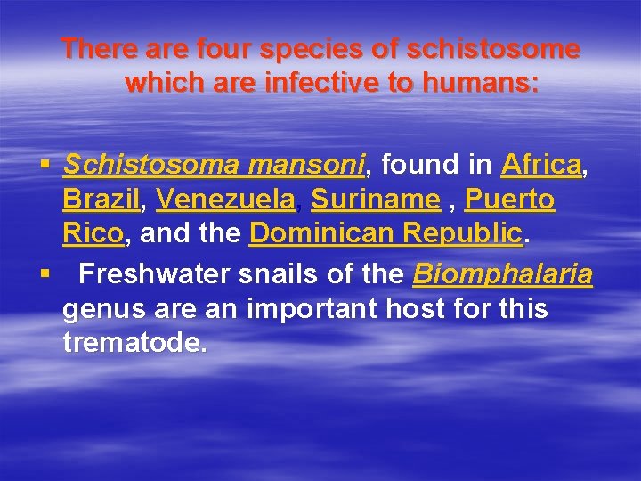 There are four species of schistosome which are infective to humans: § Schistosoma mansoni,