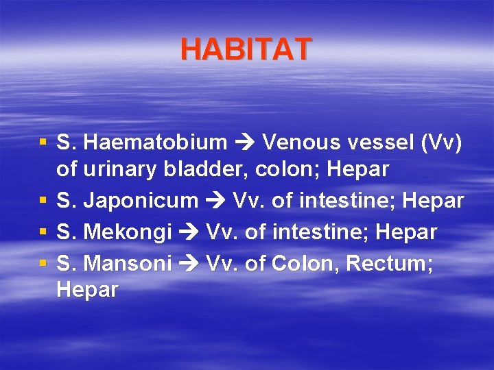 HABITAT § S. Haematobium Venous vessel (Vv) of urinary bladder, colon; Hepar § S.