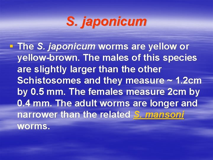 S. japonicum § The S. japonicum worms are yellow or yellow-brown. The males of