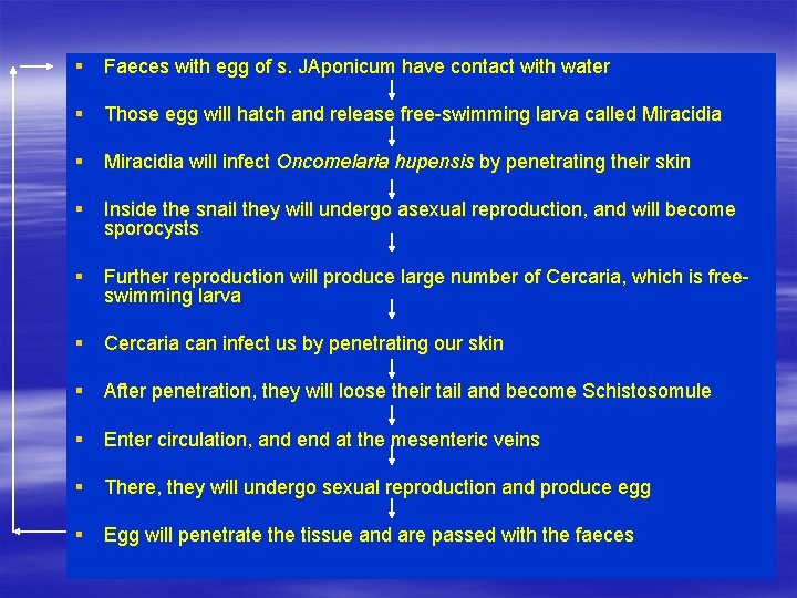 § Faeces with egg of s. JAponicum have contact with water § Those egg