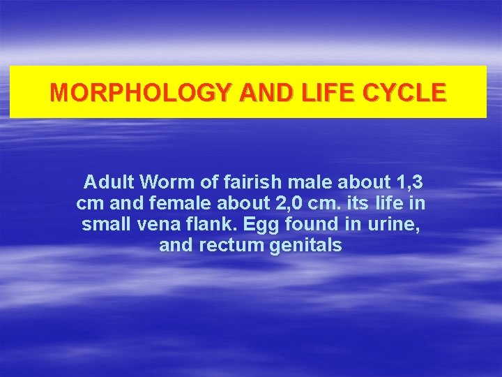 MORPHOLOGY AND LIFE CYCLE Adult Worm of fairish male about 1, 3 cm and