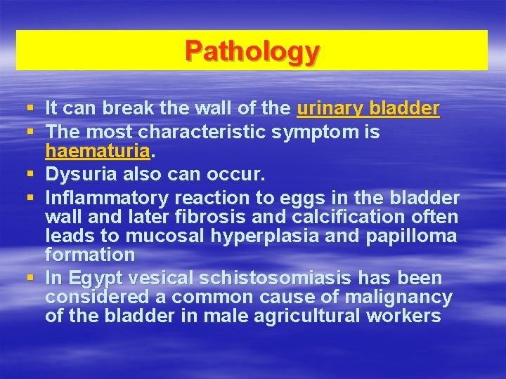 Pathology § It can break the wall of the urinary bladder § The most