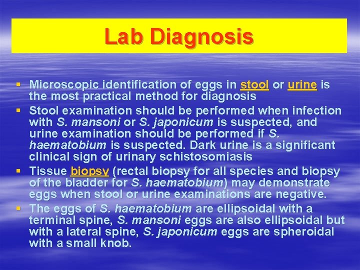 Lab Diagnosis § Microscopic identification of eggs in stool or urine is the most