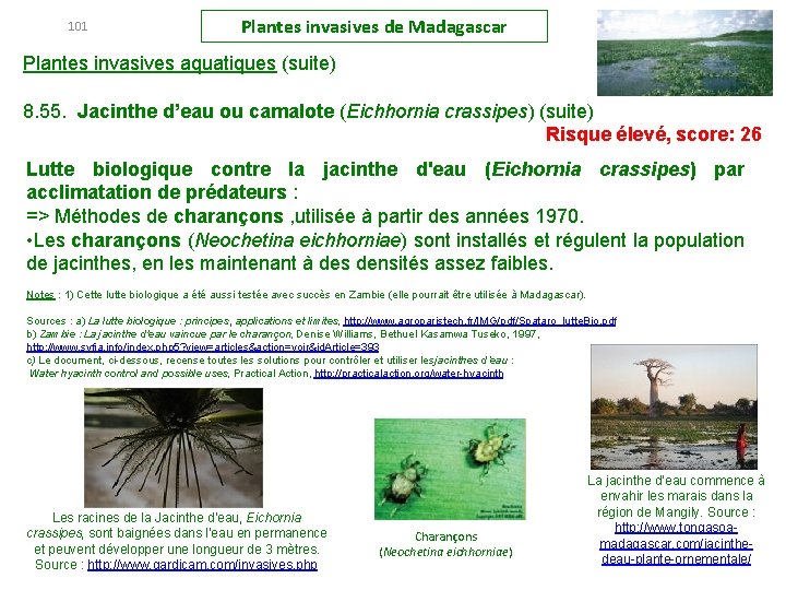 101 Plantes invasives de Madagascar Plantes invasives aquatiques (suite) 8. 55. Jacinthe d’eau ou