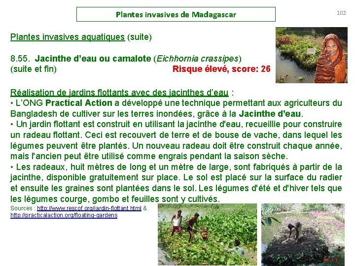 Plantes invasives de Madagascar 102 Plantes invasives aquatiques (suite) 8. 55. Jacinthe d’eau ou