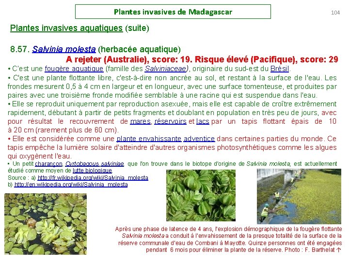 Plantes invasives de Madagascar 104 Plantes invasives aquatiques (suite) 8. 57. Salvinia molesta (herbacée