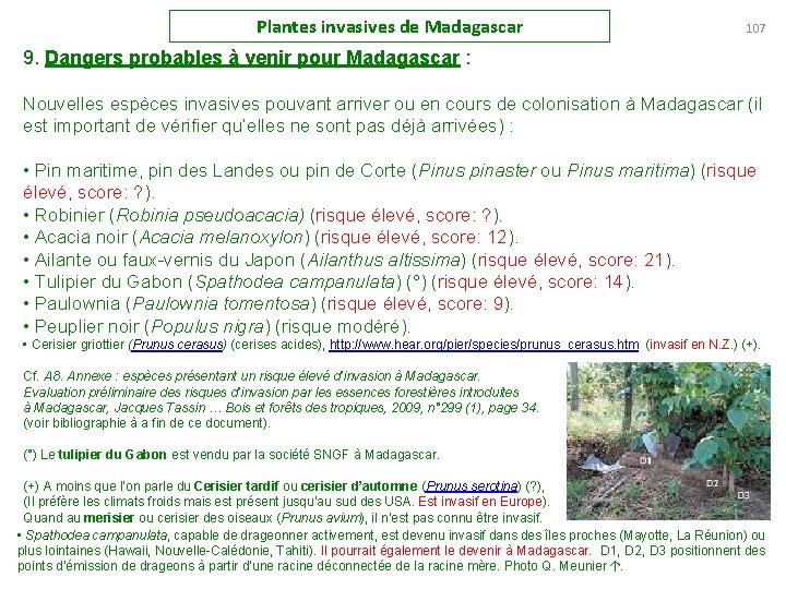 Plantes invasives de Madagascar 107 9. Dangers probables à venir pour Madagascar : Nouvelles