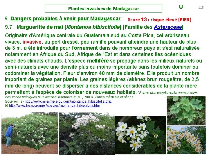 Plantes invasives de Madagascar U 115 9. Dangers probables à venir pour Madagascar :