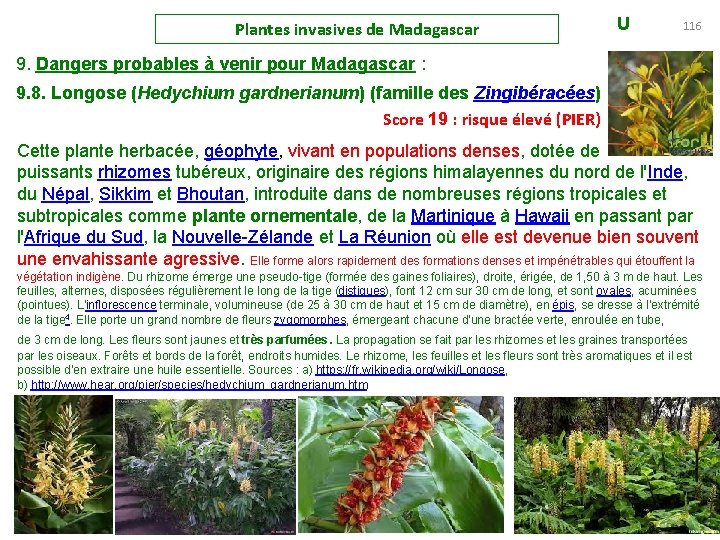 Plantes invasives de Madagascar U 116 9. Dangers probables à venir pour Madagascar :