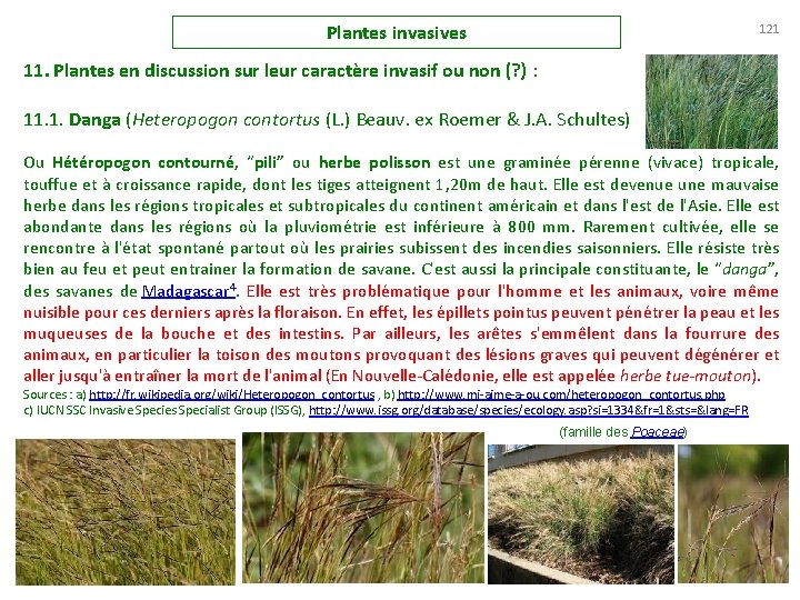 Plantes invasives 121 11. Plantes en discussion sur leur caractère invasif ou non (?
