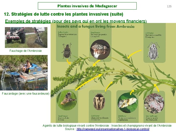 Plantes invasives de Madagascar 125 12. Stratégies de lutte contre les plantes invasives (suite)