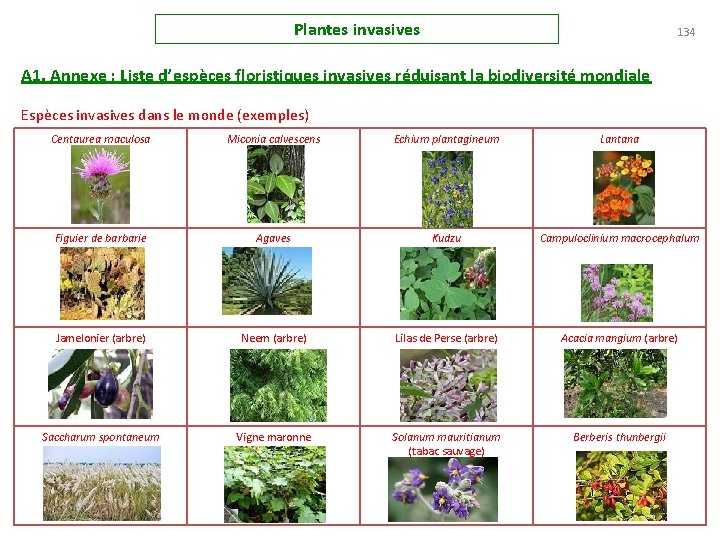 Plantes invasives 134 A 1. Annexe : Liste d’espèces floristiques invasives réduisant la biodiversité