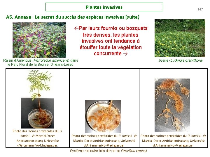 Plantes invasives 147 A 5. Annexe : Le secret du succès des espèces invasives