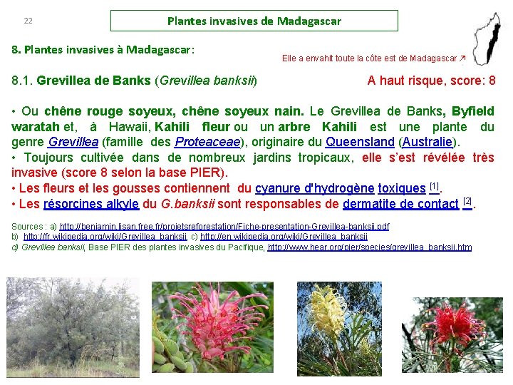 22 Plantes invasives de Madagascar 8. Plantes invasives à Madagascar: Elle a envahit toute